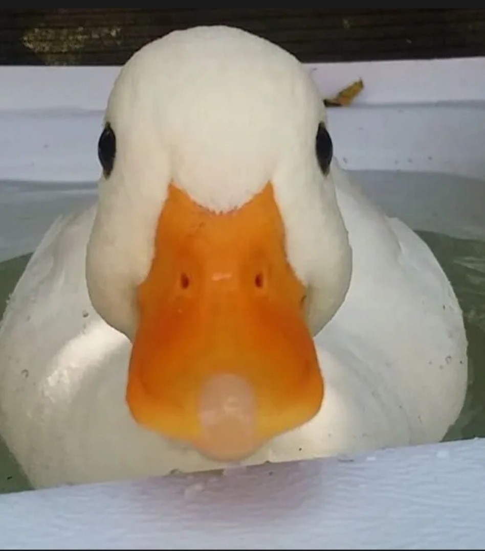 Profil de Arda, 21 ans, Adultère à Bockholtz